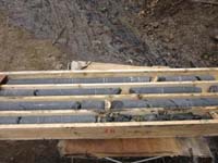 Photograph of a tree and 
green grass